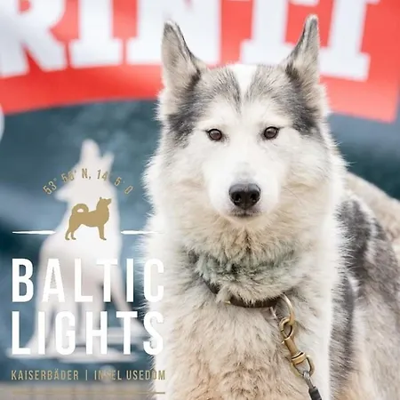 Koehler Am Achterwasser , Urlaub Mit Hund Dom wakacyjny Lutow